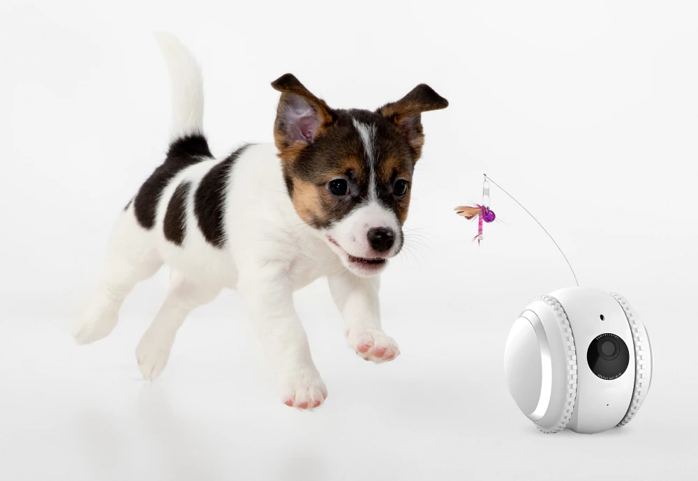 what is the best pet camera